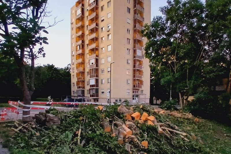 miskolci fakivágás