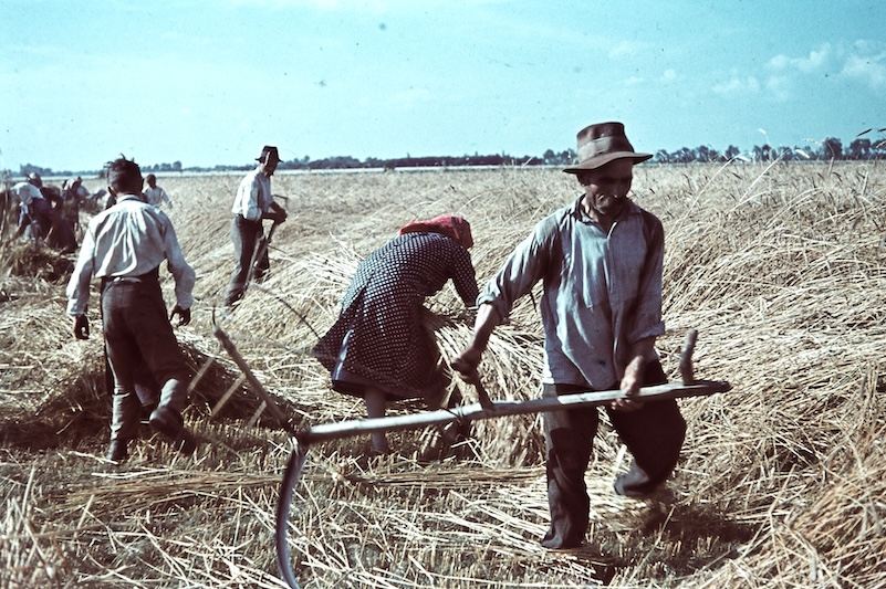 kaszálás 1938-ban - Fortepan/id. Konok Tamás