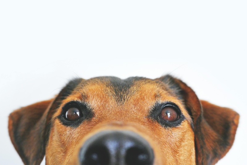 kutya