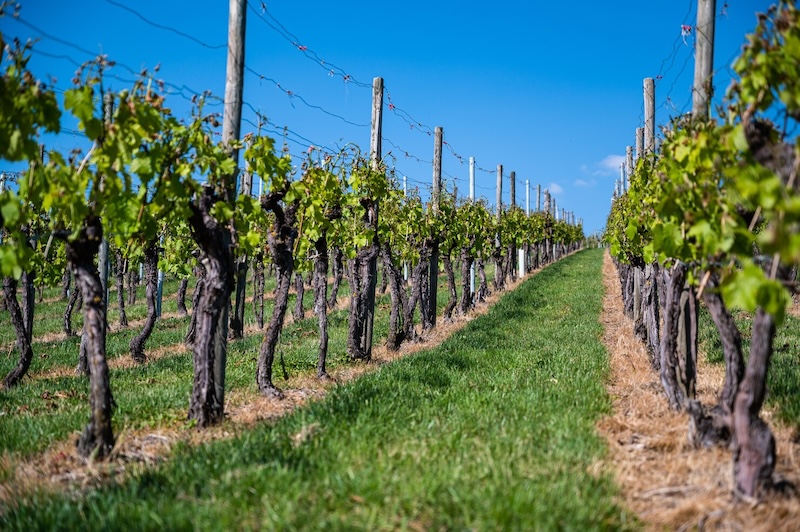 szőlő, bor, borászat, tokaj - Fotó: Freepik