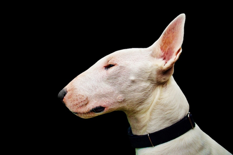 bullterrier