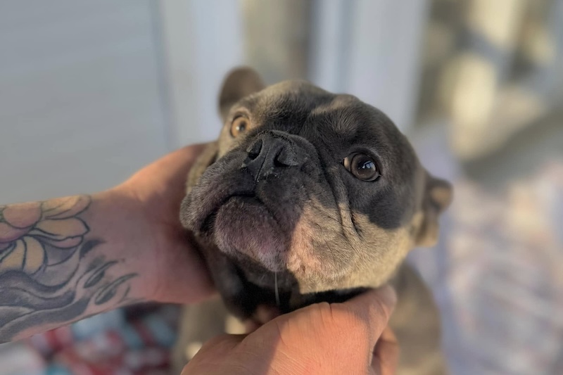 Ozzy