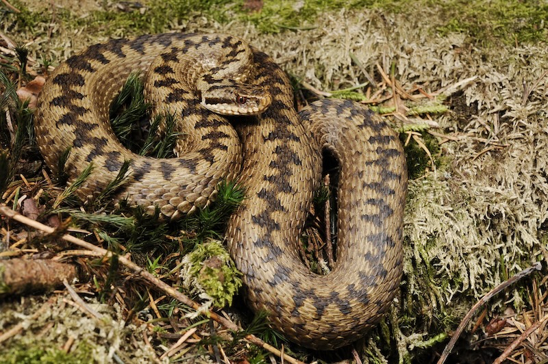 keresztes vipera