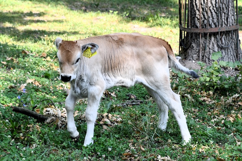 szürkemarha borjú - Miskolc Zoo