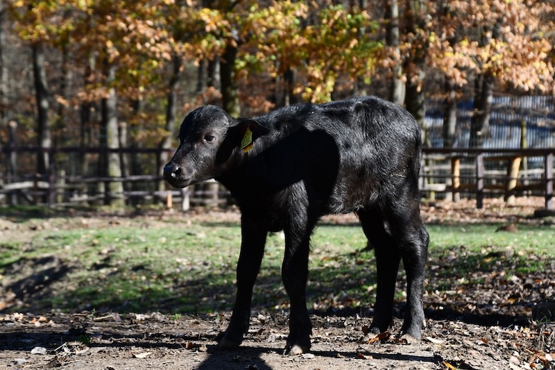 Rozi, a bivalyborjú