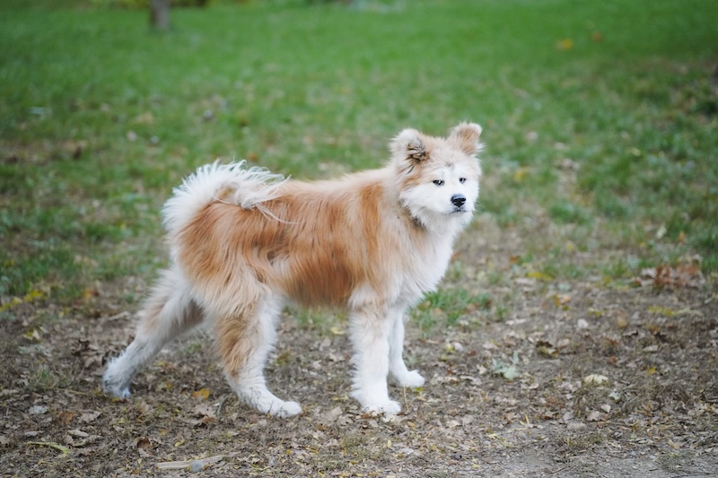 kutya, akita